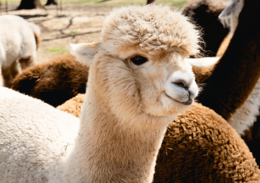 Silkies alpaca